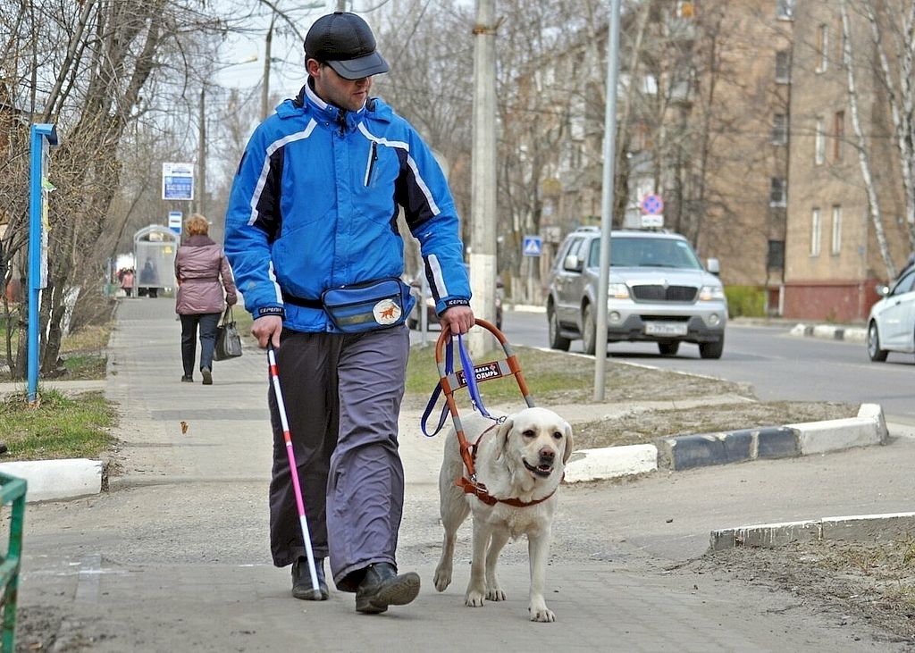 На фотографии мужчина идёт по улице с собакой-проводником