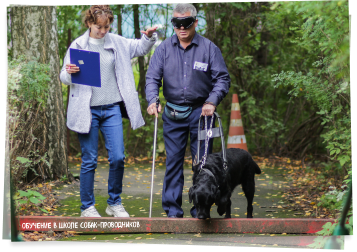 Обучение в школе собак-проводников