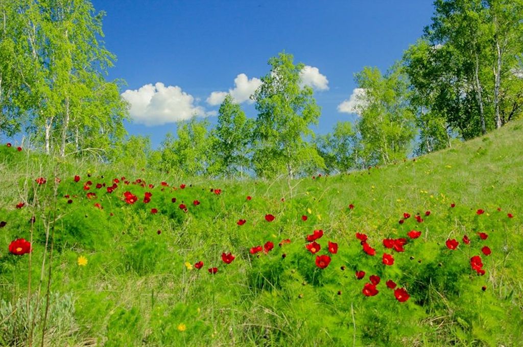 Степное разнотравье