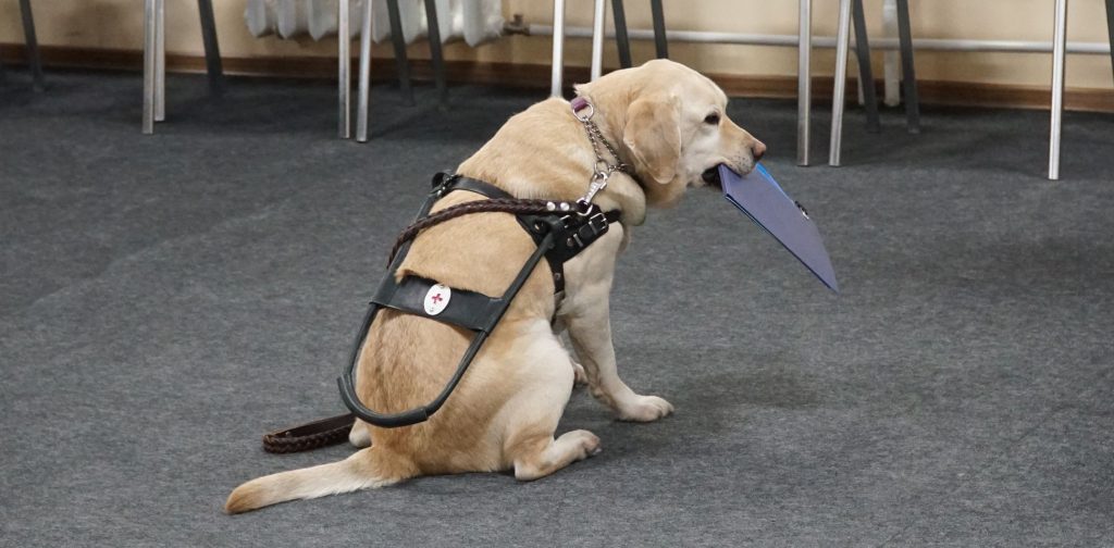 Лабрадор-проводник с папкой в зубах