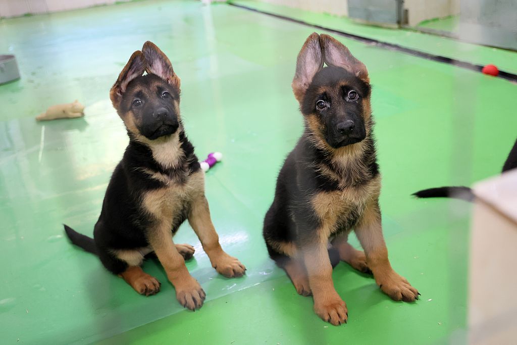 2 щенка овчарки